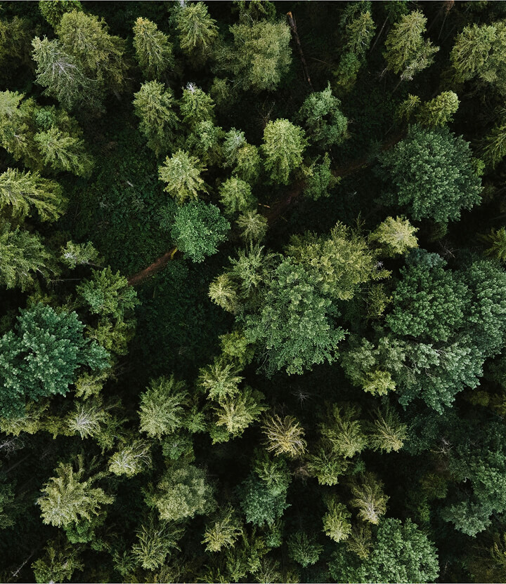 Aerial view of dense evergreen forest canopy with varied shades of green.